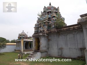 Vanni Tree - Sthala Vriksha